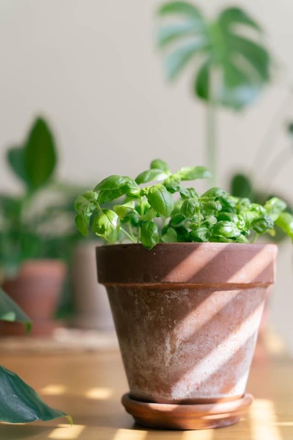 Comment créer un jardin sensoriel pour les enfants en utilisant des plantes comestibles ?